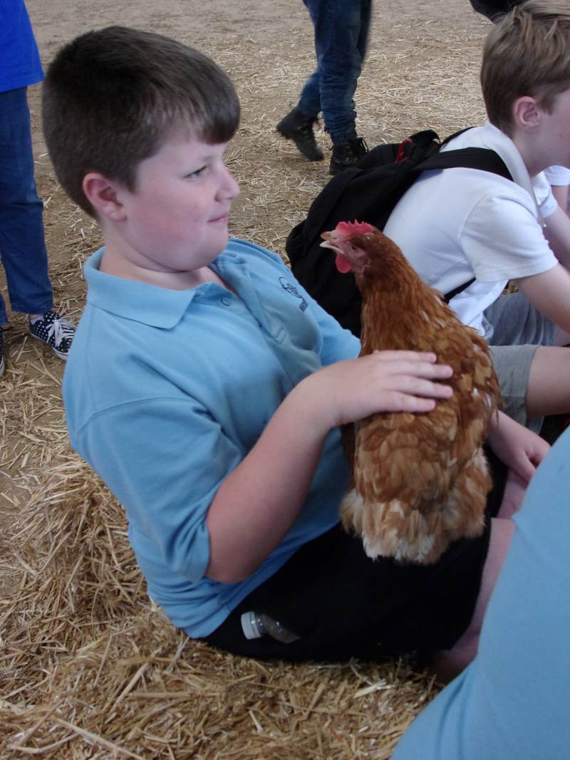 Chicken